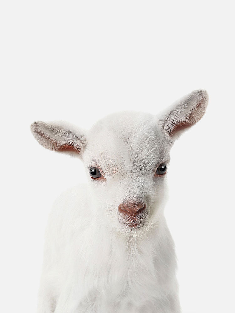 Baby Goat Poster, Poster, $10 - $50, 12*16" in, 12*18" in, 16*20" in, 18*24" in, 8*10" in, _tab_product-description-matte, _tab_shipping-and-returns, _tab_size-chart, ALL POSTERS, Kids, PORTRAIT, White - MA