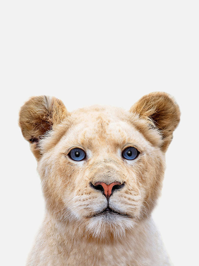 Baby Lioness Poster, Poster, $10 - $50, 12*16" in, 12*18" in, 16*20" in, 18*24" in, 8*10" in, _tab_product-description-matte, _tab_shipping-and-returns, _tab_size-chart, ALL POSTERS, Kids, PORTRAIT, White -