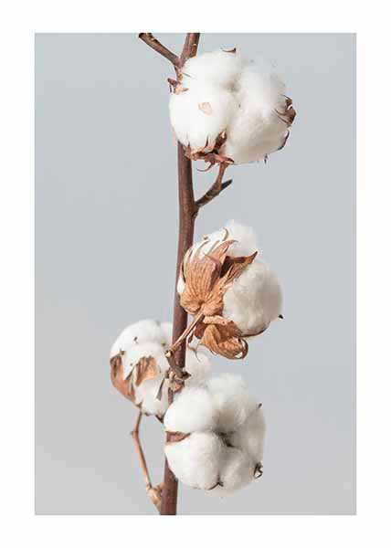 COTTON FLOWER BRANCHPosterMARY & FAPMARY & FAP