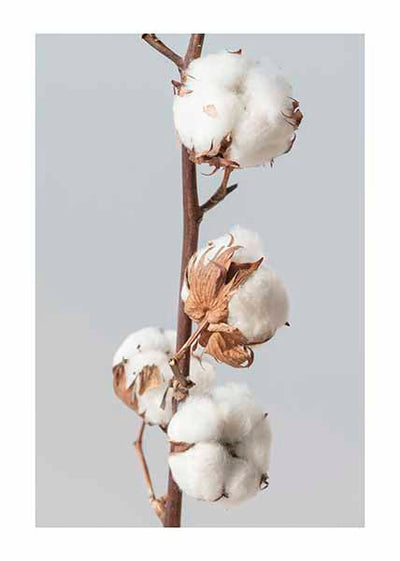 COTTON FLOWER BRANCHPosterMARY & FAPMARY & FAP