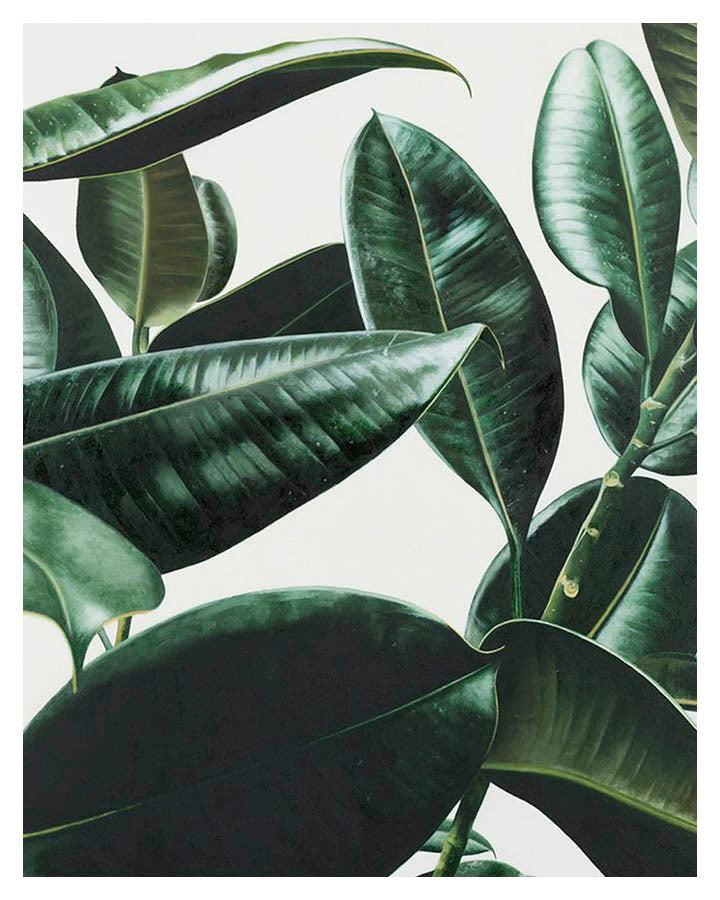 FICUS LEAVES POSTERPosterFinger Art PrintsMARY & FAP