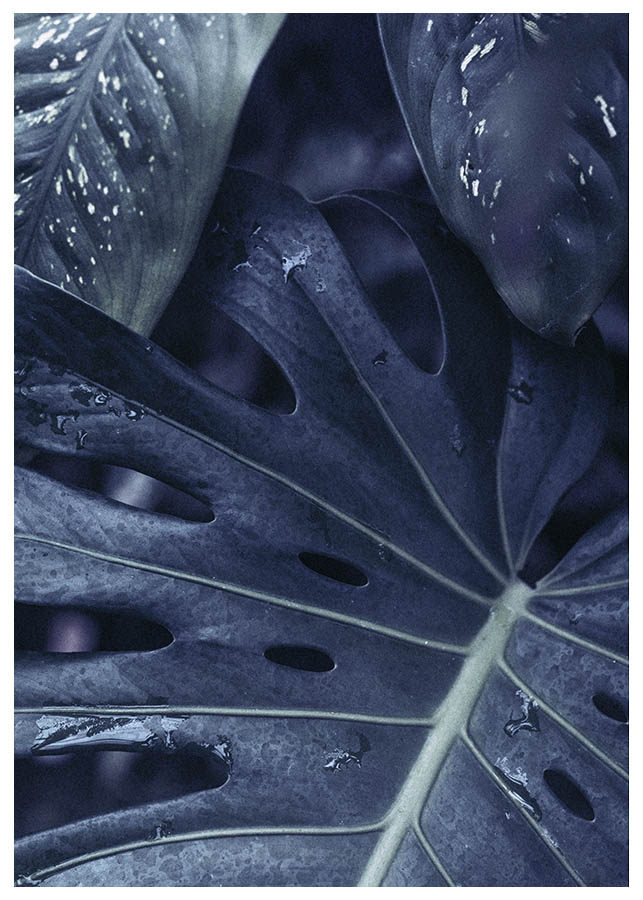Monstera leaves posterPosterMARY & FAPMARY & FAP