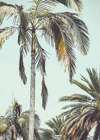 PALM TREES POSTERPosterMARY & FAPMARY & FAP