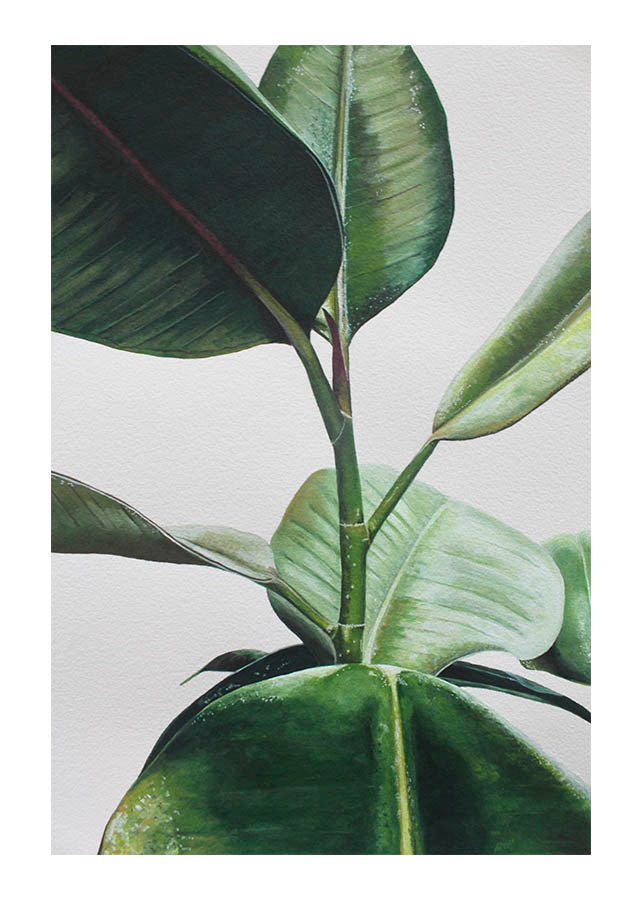 FICUS LEAF POSTERPosterFinger Art PrintsMARY & FAP