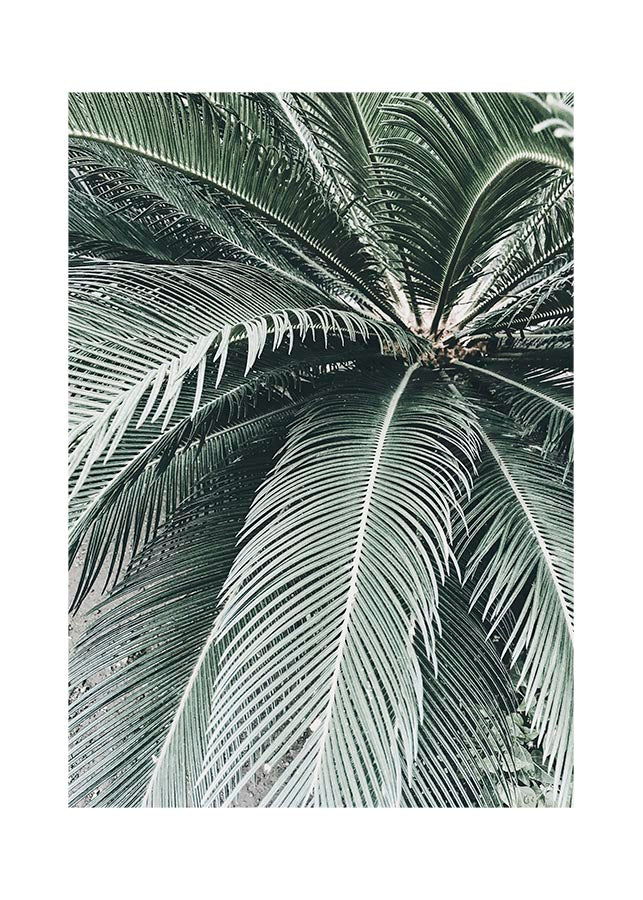 PALM LEAVES POSTERPosterFinger Art PrintsMARY & FAP