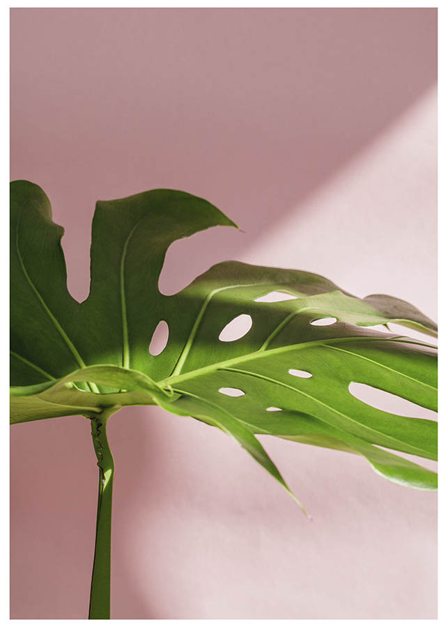 MONSTERA LEAF POSTERPosterMARY & FAPMARY & FAP