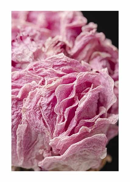 DRIED PEONY FLOWERPosterMARY & FAPMARY & FAP